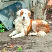 سگ ماده