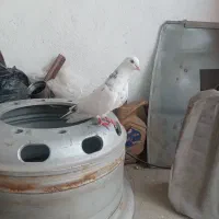 کبوتر|پرنده|کوهدشت, |دیوار