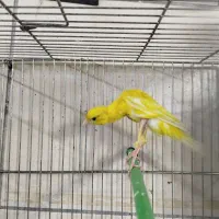 قناری نر و ماده|پرنده|قرچک, باقرآباد|دیوار