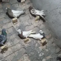 کفتر بوم رنگه المانی جفت گاه پرشی|پرنده|قلندر آباد, |دیوار