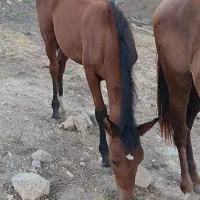 کره اسب نر کوردی
