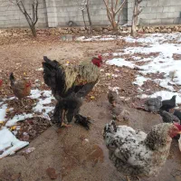 مرغ محلی  فروش