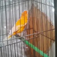 قناری نر و ماده