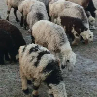 میش چاق مخصوص کشت