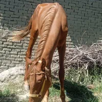 اسب نره جوان