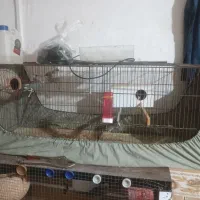 وسایل خانگی خرت پرت|یخچال و فریزر|کنارک, |دیوار