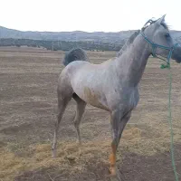 اسب