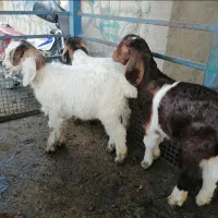 4 بزغاله علف خوار