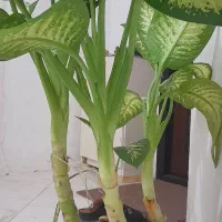 فروش فوری گل دیفن|گل و گیاه طبیعی|مسجد سلیمان, |دیوار