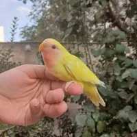 کوتوله  فوق دستی لطفا لطفا پیام دهید