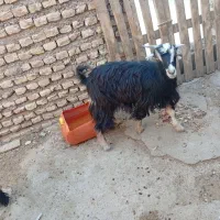 بزغاله نروماده چاق