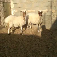 ۲رآس بزغاله پلنگی ماده خوشکل لنگ ۳قلوه|حیوانات مزرعه|فردوس (خراسان), |دیوار