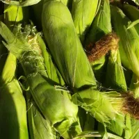 بلال شیری ۱۱۰ ت