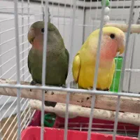 طوطی برزیلی نر و ماده همراه با قفس عالی .