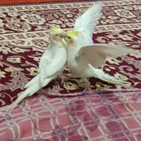 فروش یه جفت عروس هلندی  بالغ وتخم گذار|پرنده|آبگرم, |دیوار