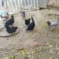 تخم مرغ گلین|حیوانات مزرعه|شهرضا, |دیوار