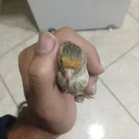 سهره‌ قناری جوجه‌نر