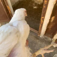 مرغ گوشتی