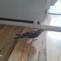 عروس هلندی نر