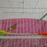 قناری نر بازی گوش بخون