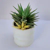 اینجا گلخونه اریکاست|گل و گیاه طبیعی|بجنورد, |دیوار