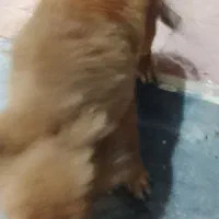 سگ پاکوتاه