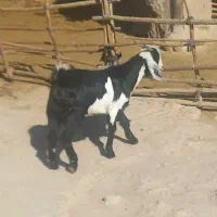 بزغاله نر بخش زاغه|حیوانات مزرعه|بروجرد, |دیوار