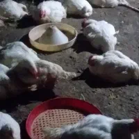 فروش مرغ زنده