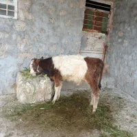 گوساله نر سیمیتال اصل