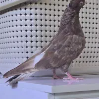 جوجه آبادنی|پرنده|اهواز, پردیس|دیوار