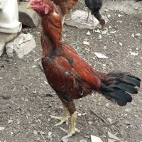 خروز دو برادر|حیوانات مزرعه|اردبیل, |دیوار