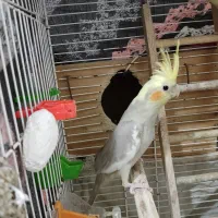 پرنده عروس هلندی|پرنده|کیاشهر, |دیوار