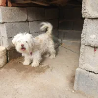 سگ شیتزو نر