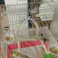 عروس هلندی و دوتا فنچ