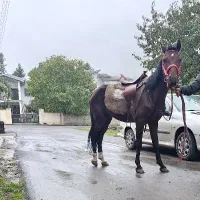 اسب کرد فروشی|اسب و تجهیزات اسبسواری|کلاردشت, |دیوار