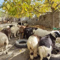 بره برای صادرات وپروار