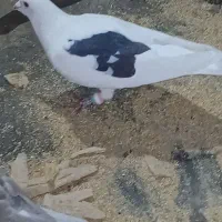 کفتر