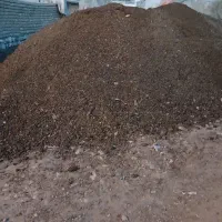 کودگوسفندی‌تمیز