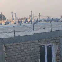 ۵۰ تا کفتر فروشی