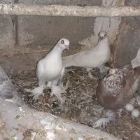 کفتر