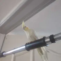 عروس هلندی دستی