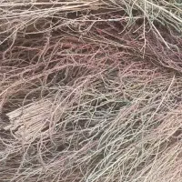 فروش 150 عدد جارو محلی|خدمات باغبانی و درختکاری|کامیاران, |دیوار