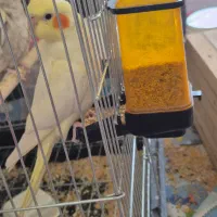 ابلغ و مرواریدی جفت جوان