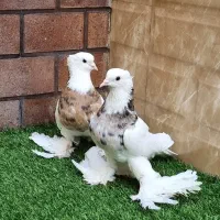 کبوتر تزئینی و زینتی طوقی کاکلی پاپر|پرنده|تهران, امجدیه (خاقانی)|دیوار