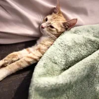 واگذاری گربه نر نارنجی|گربه|رشت, گلسار|دیوار