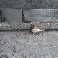 کفتر