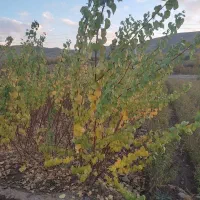 نهالستان سعید افشانی نهال گیلاس وزرد آلو عسگر آباد|خدمات باغبانی و درختکاری|ارومیه, |دیوار