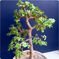 بنسای  خرفه ای.جید مینیاتور.گل .بونسای ورامین ژژ|گل و گیاه طبیعی|ورامین, ورامین|دیوار