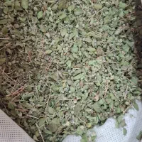 اویشن کوهی