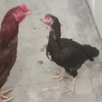 خروس دوتا مرغ تخم گزار لاری